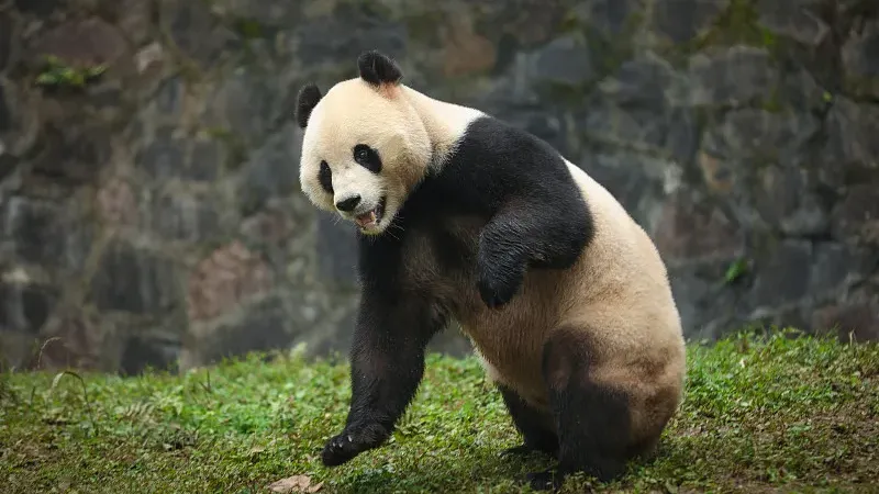 Cover image for "Living With Pandas: How 180,000 People Share the Forest"