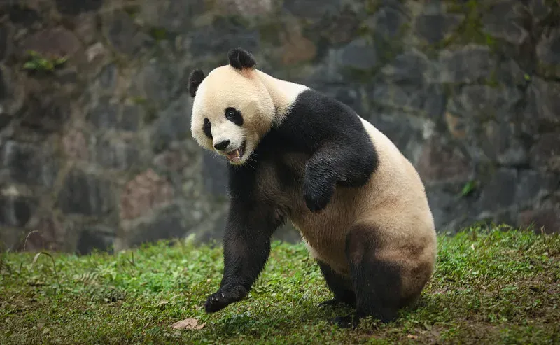 Cover image for Living With Pandas: How 180,000 People Share the Forest