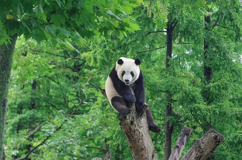 Cover image for Panda Conservation Funds: How Your Donation Becomes a Bamboo Forest