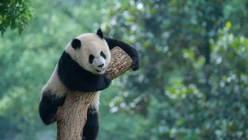 Cover image for "Panda Data Treasure Hunt: Search the Database Like a Real Scientist"