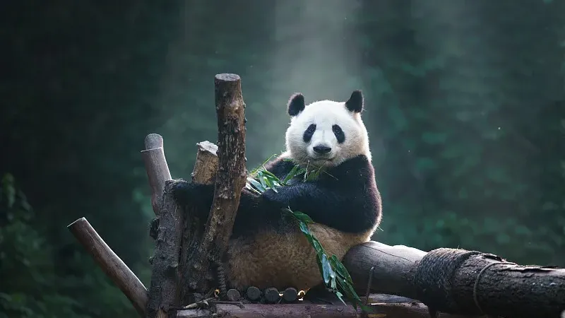 Cover image for "The Bamboo Grinder: Panda Dental Health and Worn Teeth"