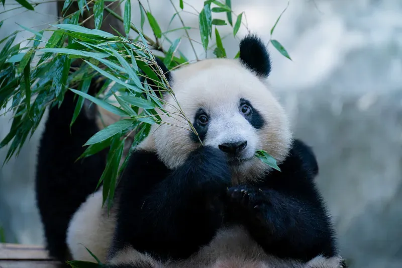 Cover image for 80 Years of Panda Diplomacy: From Wartime Gifts to Global Research Loans