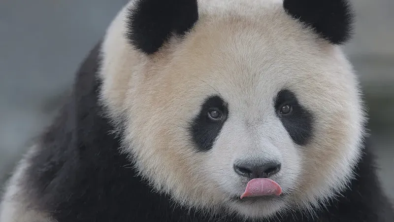 Cover image for "Common Panda Diseases: From Gut Blockages to Parasite Prevention"