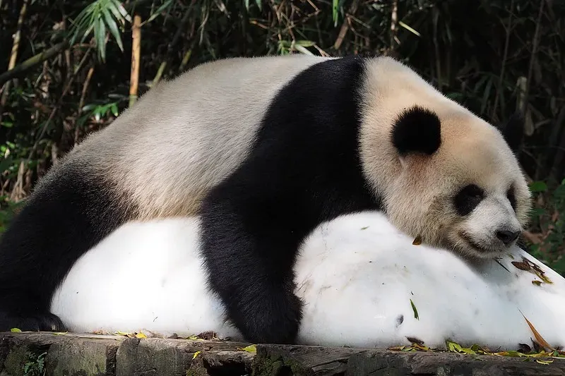 Cover image for The Ultimate Panda Documentary Guide: 50+ Films Every Panda Lover Needs to Watch
