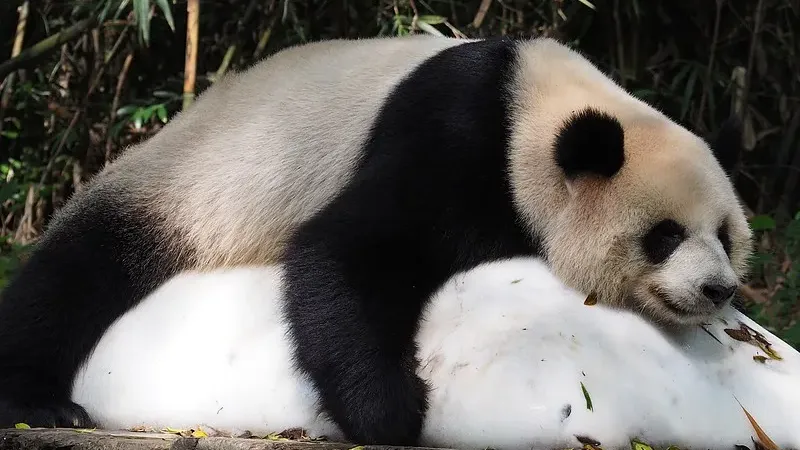 Cover image for "The Ultimate Panda Documentary Guide: 50+ Films Every Panda Lover Needs to Watch"