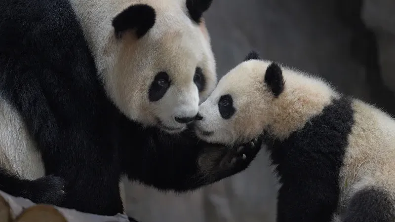Cover image for "Why Pandas Need Toys: The Science of Environmental Enrichment"