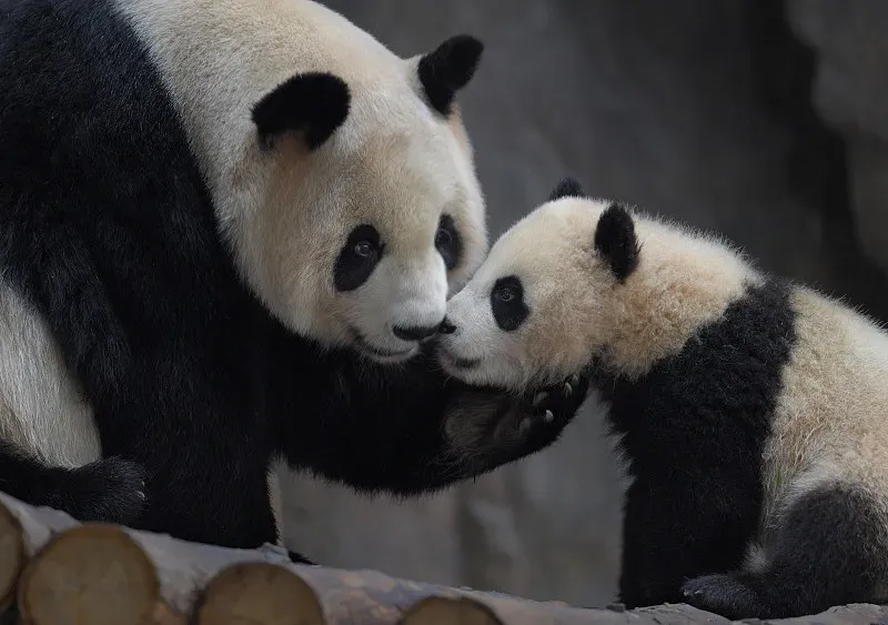 Cover image for Why Pandas Need Toys: The Science of Environmental Enrichment