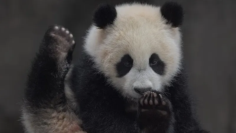 Cover image for "What's in Your Panda Expedition Backpack?"
