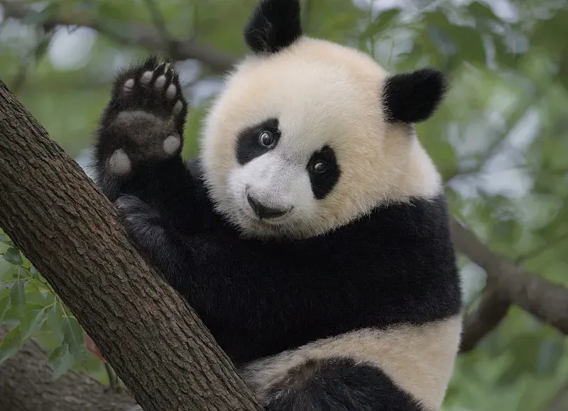 Cover image for Draw a Panda Family Tree: Understanding Pedigrees for Kids