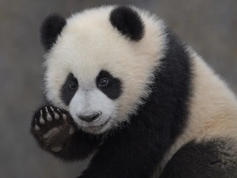 Cover image for Panda Myths Across the Mountains of China: The Lost Folklore of the Bamboo Bear