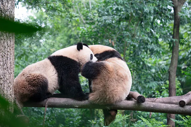Cover image for The Forest Guardians: 30 Years Walking Alone Through Panda Country