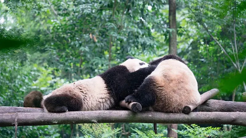 Cover image for "Guardians of the Forest: Infrared Cameras and Wild Panda Monitoring"