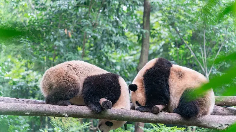 Cover image for "Panda-Friendly Shopping: How to Read Eco Labels"