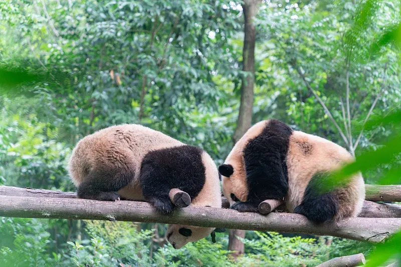 Cover image for Panda-Friendly Shopping: How to Read Eco Labels