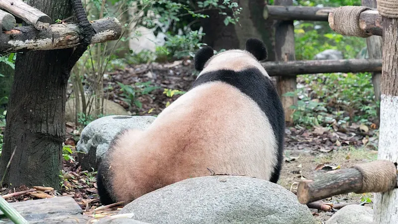 Cover image for "Panda Super-Fur: Why Pandas Never Catch a Cold in Snow"