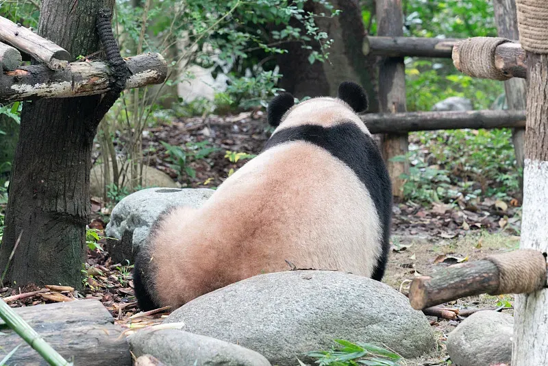 Cover image for Panda Super-Fur: Why Pandas Never Catch a Cold in Snow
