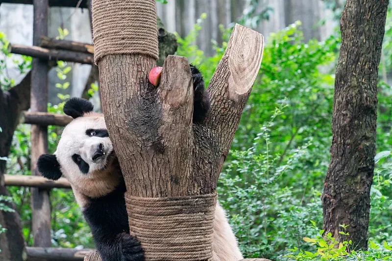 Cover image for Gut Microbiome: How Giant Pandas Digest Bamboo as Carnivores
