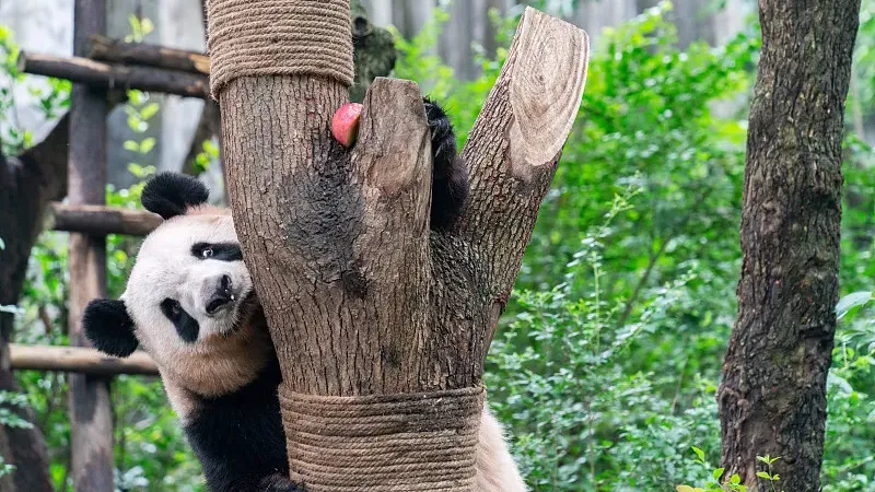 Cover image for "Gut Microbiome: How Giant Pandas Digest Bamboo as Carnivores"