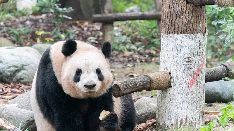 Cover image for "Panda Habitat as Carbon Sink: The Hidden Climate Value of Bamboo Forests"