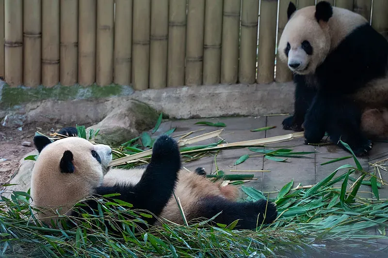 Cover image for Panda Habitat Corridors: Conservation Success and What the Data Shows