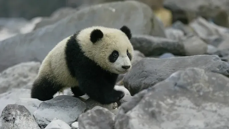 Cover image for "Shattered Homes: Why Wildlife Corridors Are Vital for Wild Pandas"