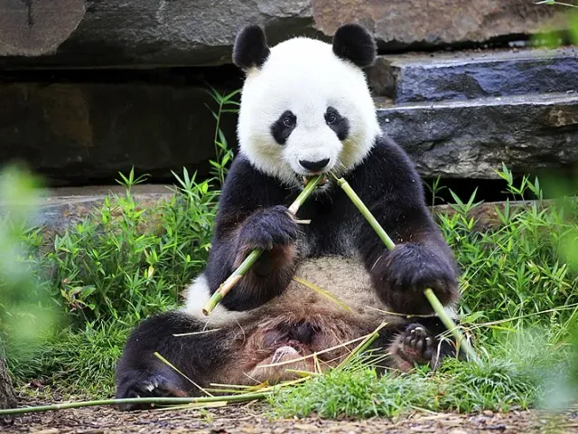 Cover image for How Giant Pandas Are Being Saved: China's Conservation Success Story