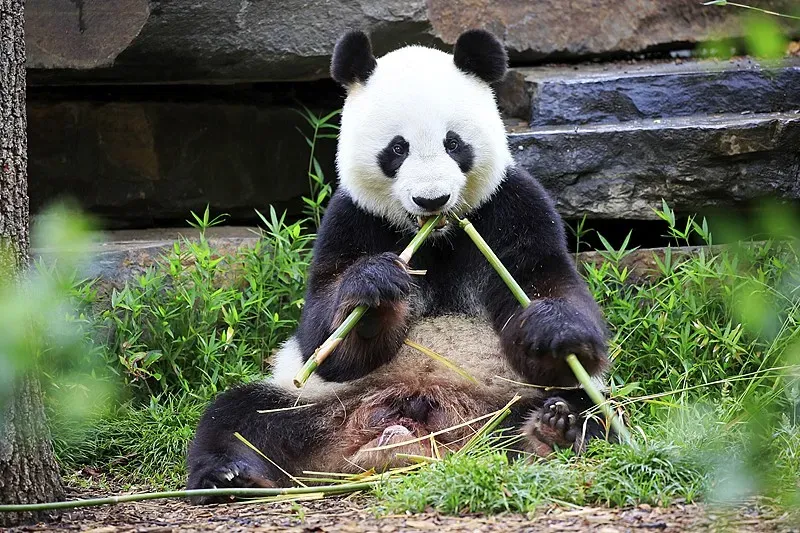 Cover image for Panda Conservation Success Stories: How China Saved the Giant Panda