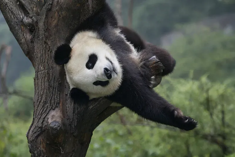 Cover image for The Fu Bao Effect: Why Watching Pandas Heals Modern Anxiety