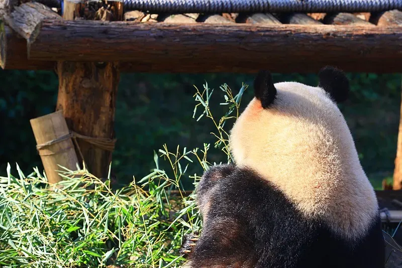 Cover image for Panda Express: What Kind of Plane Does a Panda Fly In?