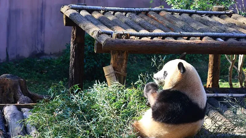 Cover image for "A Day in the Life: The Emotional Bond Between Keepers and Pandas"