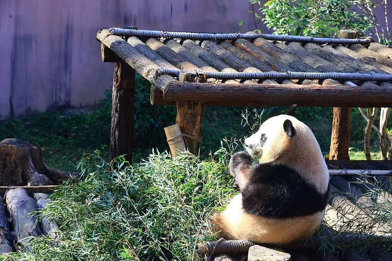 Cover image for A Day in the Life: The Emotional Bond Between Keepers and Pandas