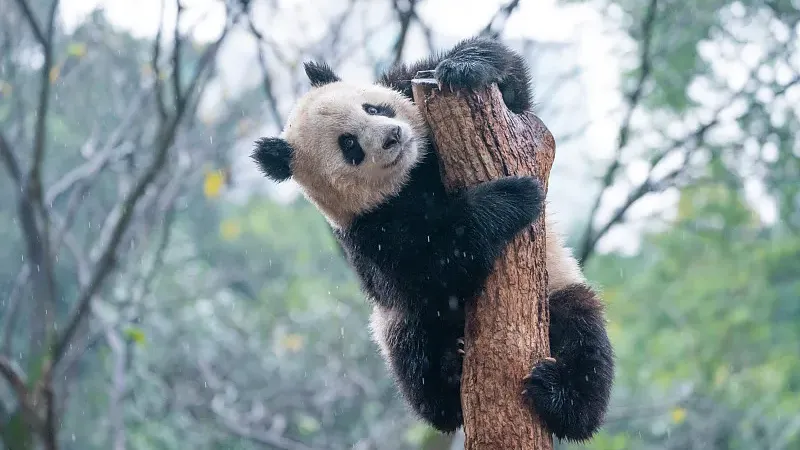Cover image for "Inside a Panda's Lunchbox: Bamboo, Apples, and Mystery Snacks"