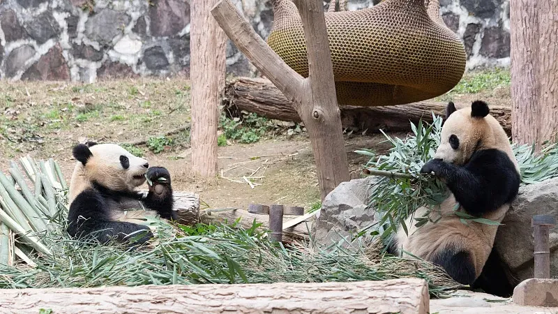 Cover image for "Behind Every Name: The Art and Meaning of Naming Giant Pandas"