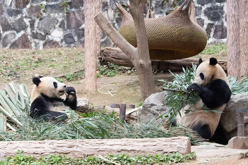Cover image for Behind Every Name: The Art and Meaning of Naming Giant Pandas