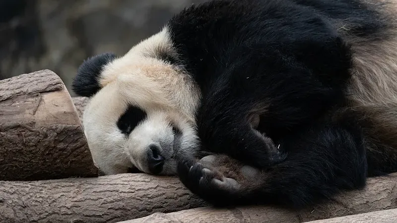 Cover image for "Panda Poo Facts: The Fun Truth About Giant Panda Poop"