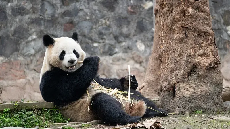 Cover image for "Are You a Panda Expert? Take the Ultimate Panda Knowledge Quiz"