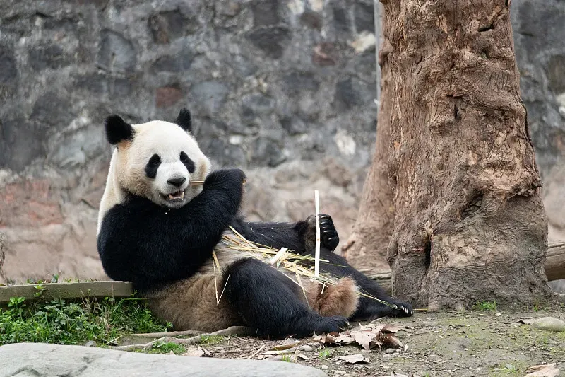 Cover image for Are You a Panda Expert? Take the Ultimate Panda Knowledge Quiz
