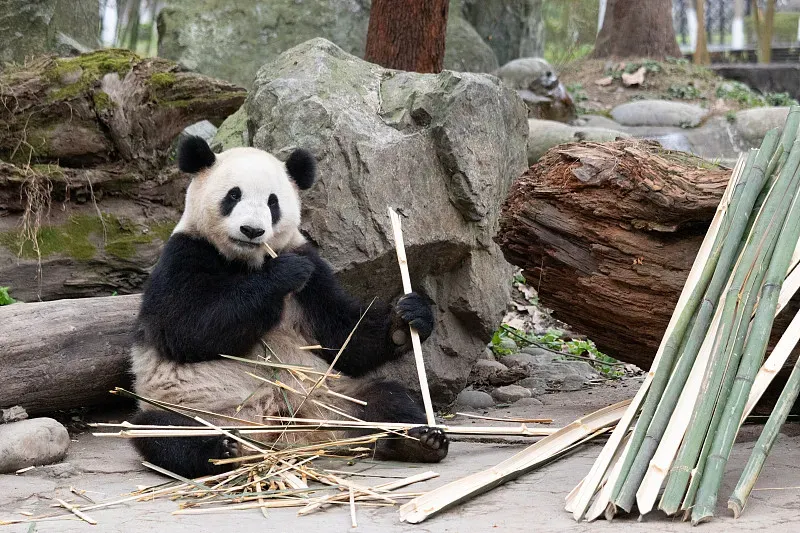 Cover image for Rewilding Pandas: From Captivity Back to the Deep Forest