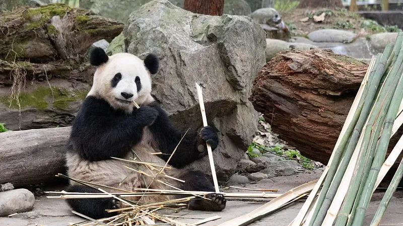 Cover image for "Rewilding Pandas: From Captivity Back to the Deep Forest"