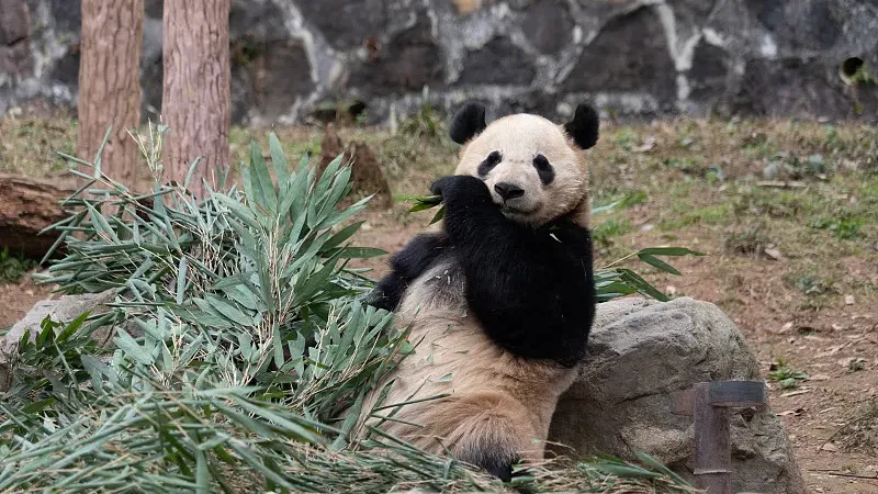 Cover image for "What Do Panda Scientists Do? A Kid's Guide to Panda Research"