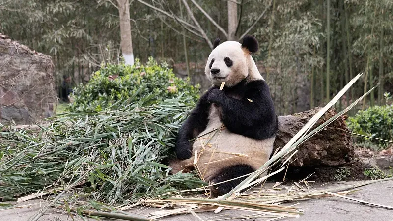 Cover image for "Super Senses: How Pandas Navigate by Smell and Sound in the Deep Forest"