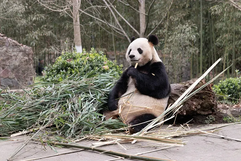 Cover image for Super Senses: How Pandas Navigate by Smell and Sound in the Deep Forest