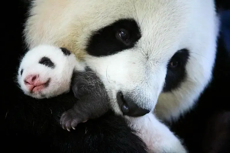 Cover image for Why Pandas Live Alone: The Ecology of Solitary Bears