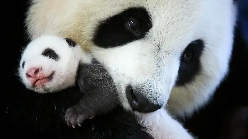Cover image for "CITES and Pandas: The Global Consensus Against Wildlife Trade"