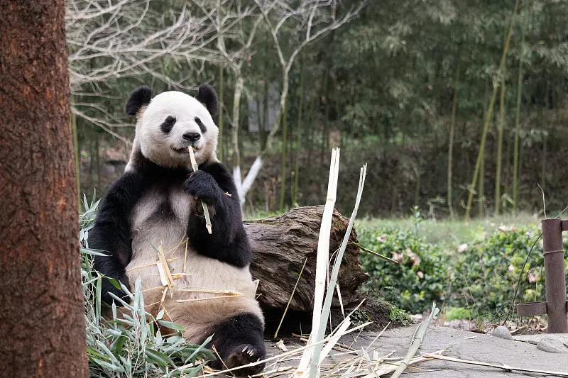 Cover image for Decoding 12 Panda Vocalizations: What Each Sound Really Means