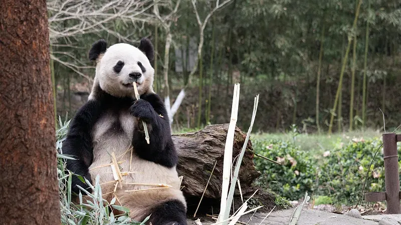 Cover image for "Decoding 12 Panda Vocalizations: What Each Sound Really Means"
