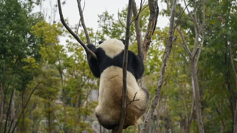 Cover image for "How to Trace Any Giant Panda's Family Tree: The Studbook Guide"