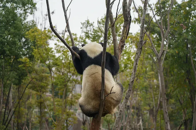 Cover image for How to Trace Any Giant Panda's Family Tree: The Studbook Guide
