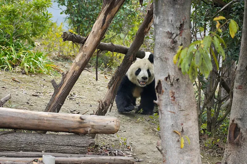 Cover image for Nature Detective: How to Spot Panda Tracks in the Wild