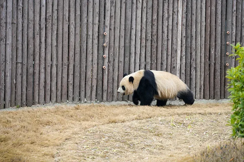Cover image for Twin Survival: Why Wild Panda Mothers Usually Raise Only One Cub